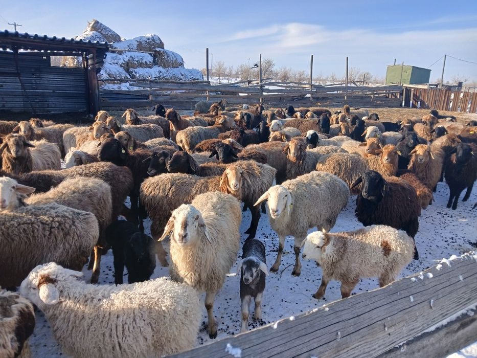 Продам баранов с ягнятоми