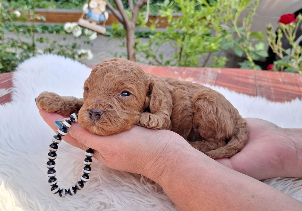 Pudel toy red cu pedigree