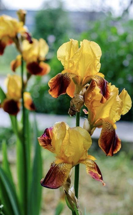 Ирисы многолетники