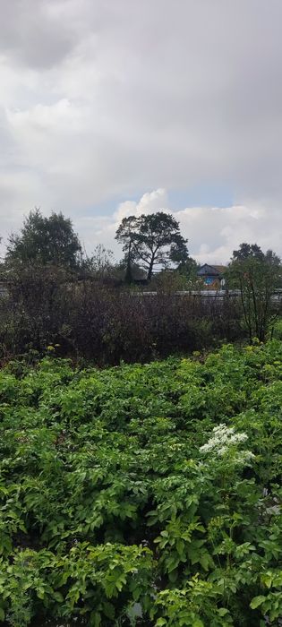 Продам дачу с баней в  СТ  Борки