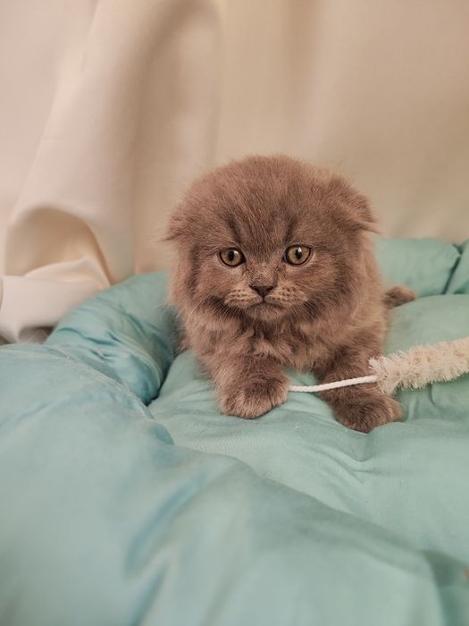 Продаются котята