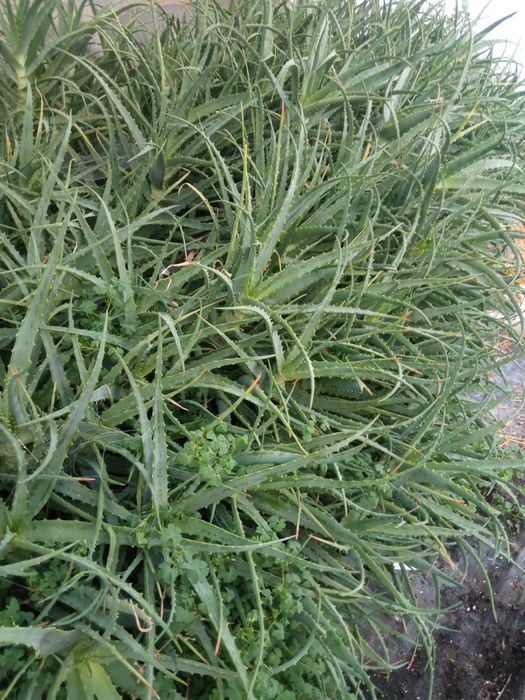 Продавам лечебно Алое Вера на 10год