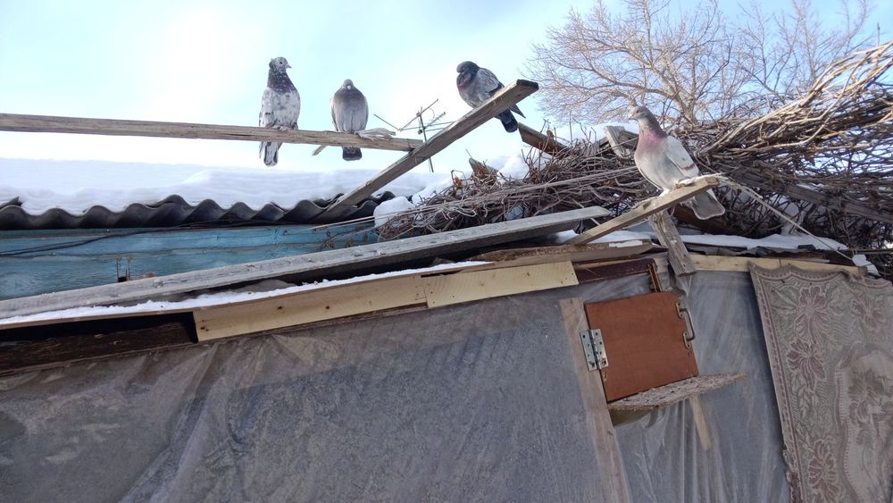 Продам 20 шт голубей всех