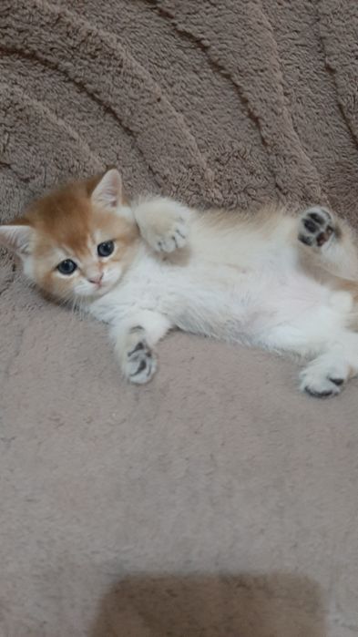 Золотая шиншилла, мальчик