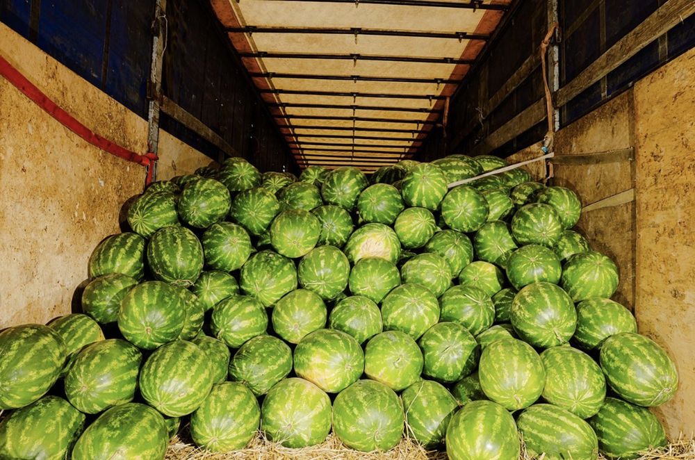 АРБУЗЫ ШАРДАРА продам срочно