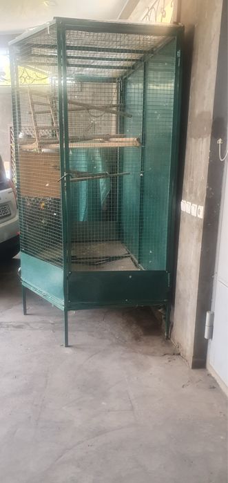 Попугай Жако, Jako totiqushi