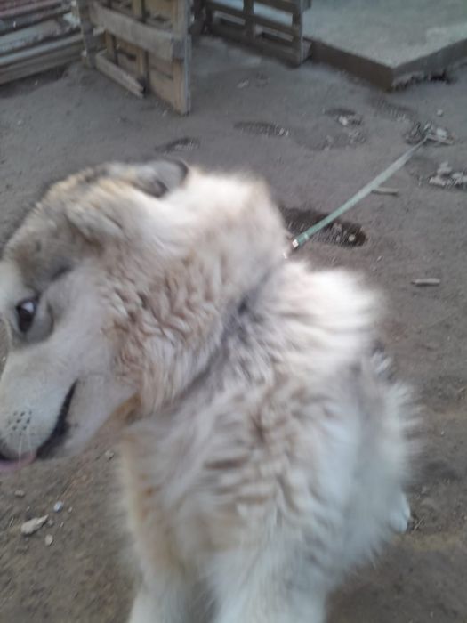 Чисто пародный хаски