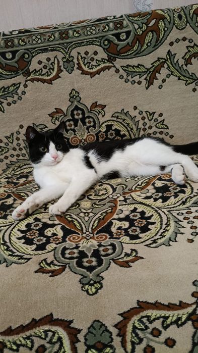 Отдам в добрые руки котика
