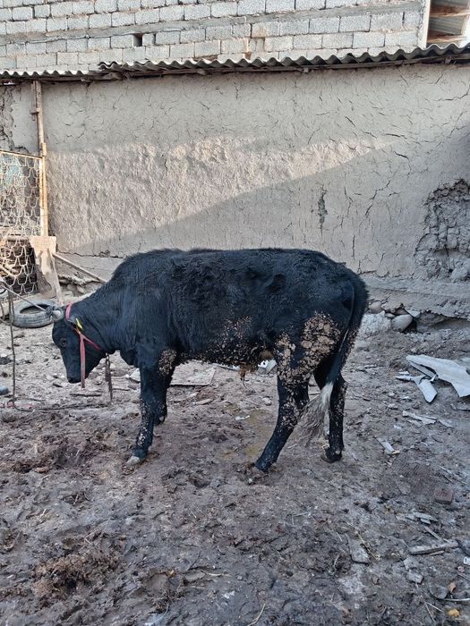 Buqacha sotiladi 1 eoshdan oshgan soglom