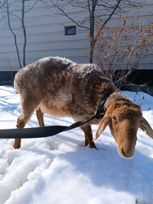Бараны домашнего откорма