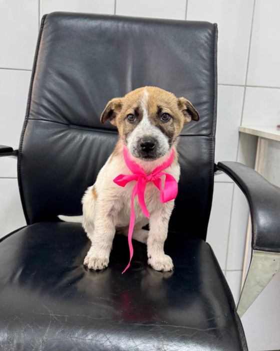 Щенок девочка в добрые руки