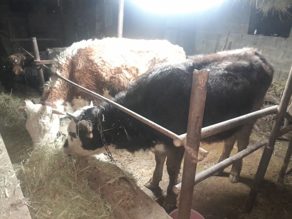 1 бұқа 2 сиыр. бычок 2 коровы