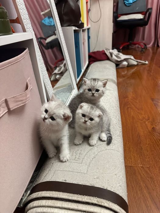 Котята породистые