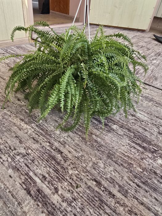Продам папоротники