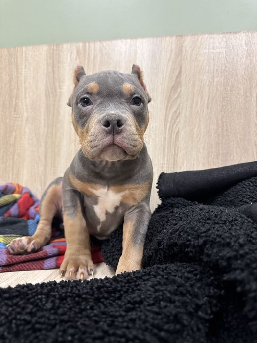 Американский булли щенки