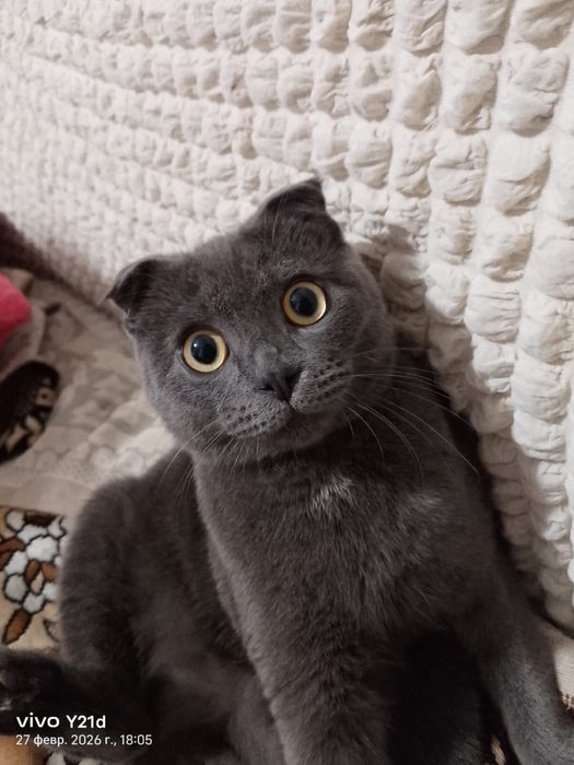 Ищем кошку для вязки