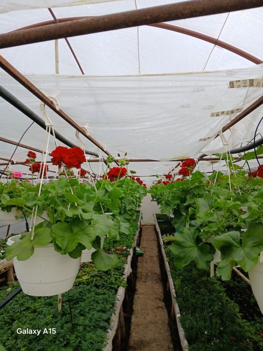 Vand flori de primavara