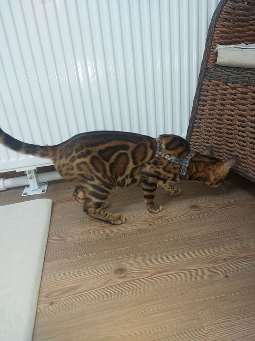 Бенгальская кошка