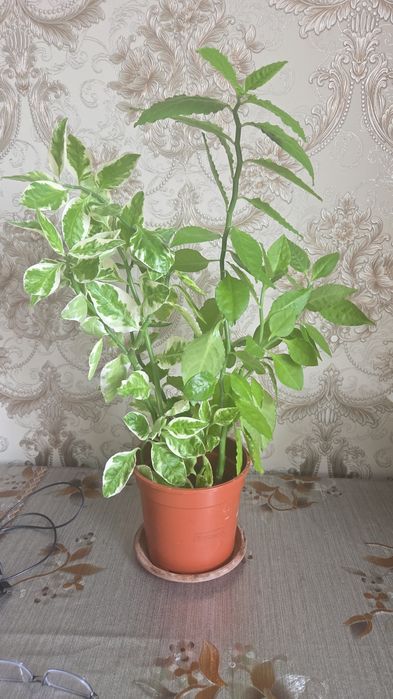 Продам комнатные цветы