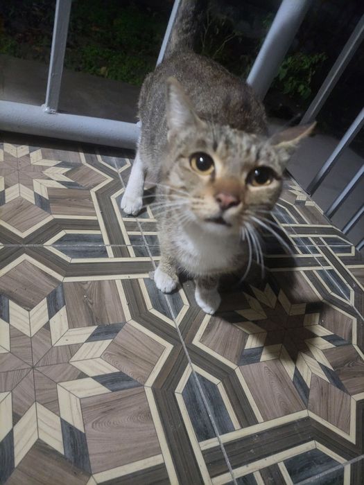 Кошка от дам дором