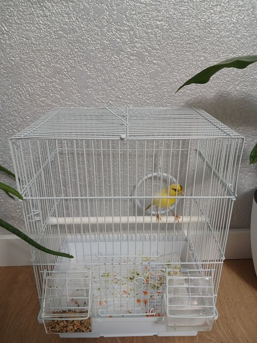 Продам  канарейк самцы готовый