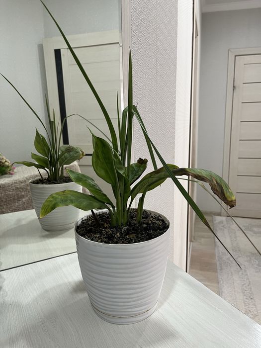 Комнатние растения