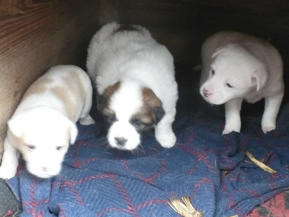 Adopție 3 căței metiși - nu sunt de rasă