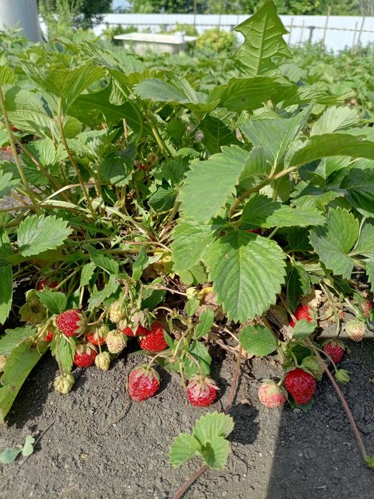 Продам дачу Кривозёрка