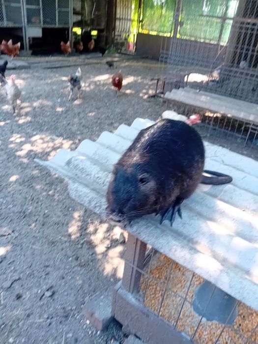 Vând nutrie 2 femele