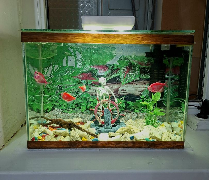 Аквариум в идеальном состоянии