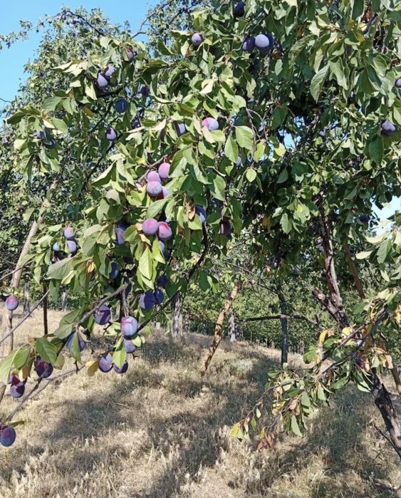 Vand prune coapte