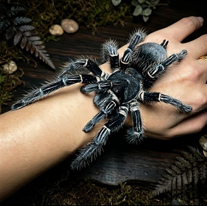 Зебровый птицеед Aphonopelma seemanni