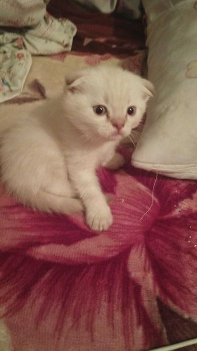 Отдам бесплатно котят
