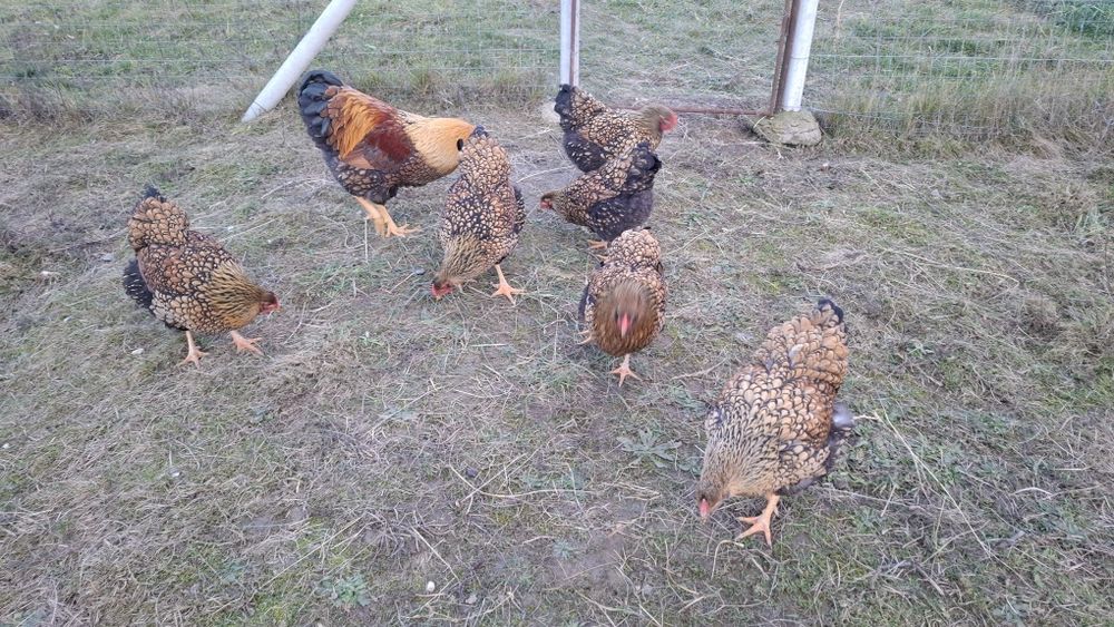 Familie Wyandotte gsg