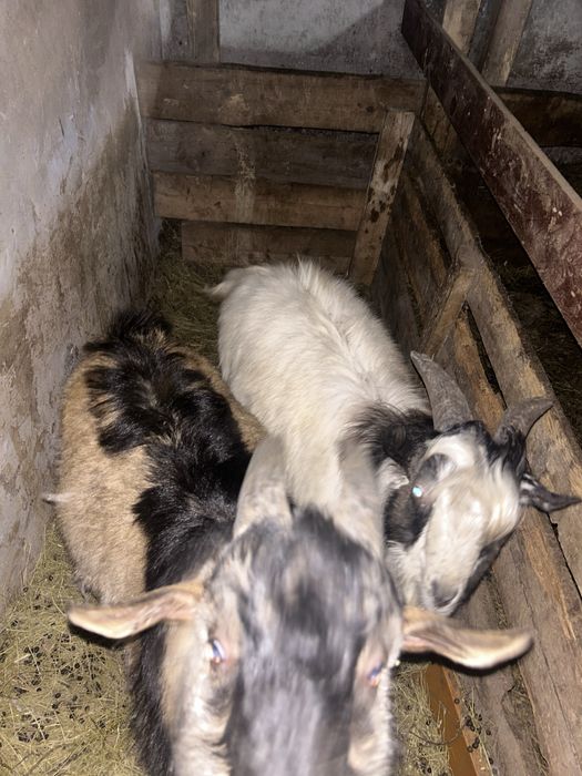 Поодаю коз 9 голов