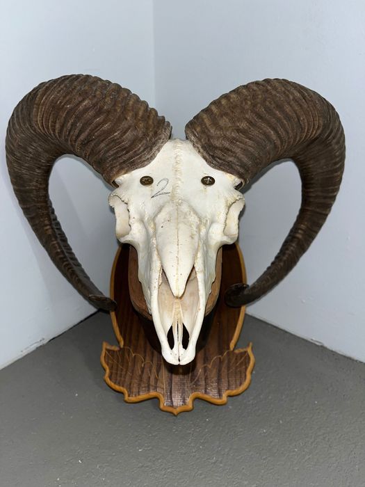 Трофеи от муфлони