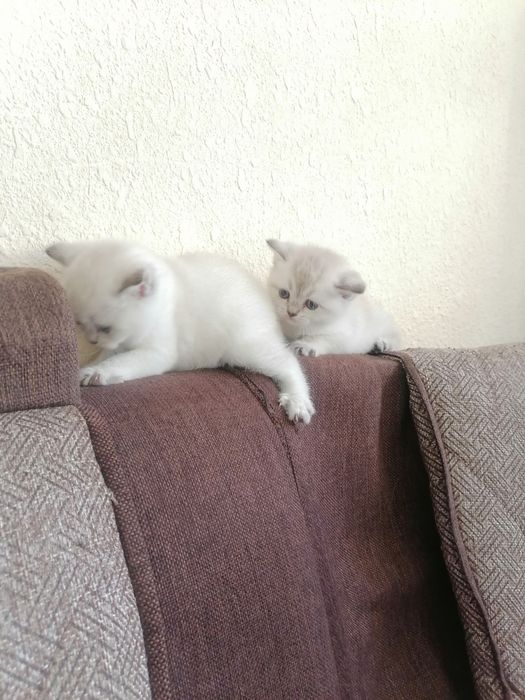 Мушукчалар сотилади британский шиншилла голд и силвер. Sotiladi mushuk