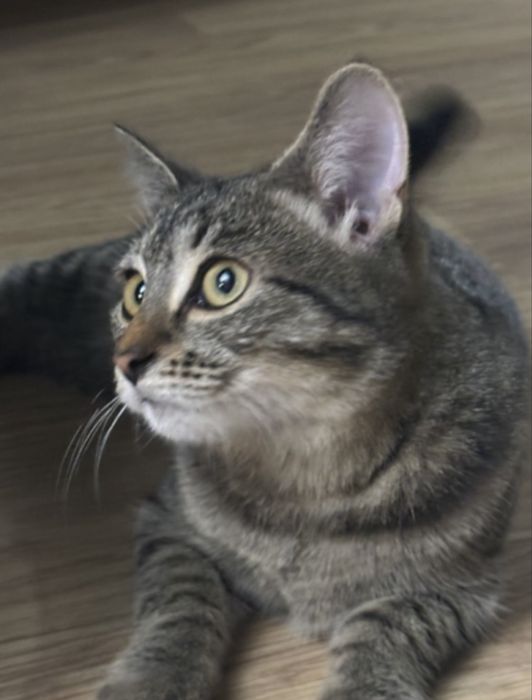 Кошка молодая стерилизованная