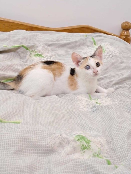 Подаряваме женско коте