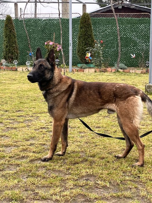 Белгийска Малиноа