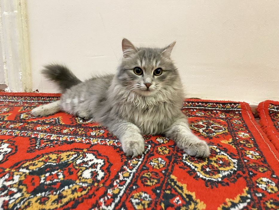 shatlanski grud sotiladi