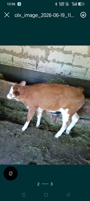 Vând 2 vițele ,una de 2 luni, și una de 2 săptămâni.