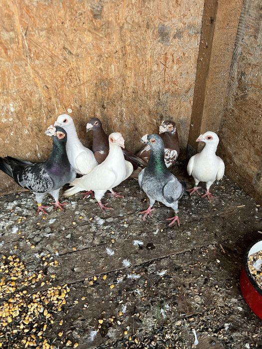 Voiajori stil vechi si Duduros