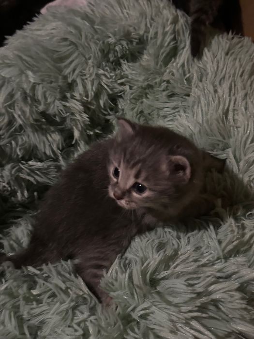 Домашние котята 4 штуки