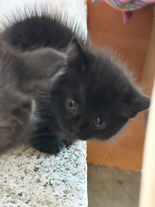 Продам котят шотландские