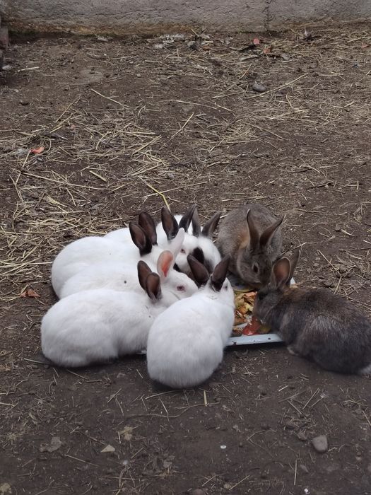 Quyonlar 8 ta 120.000