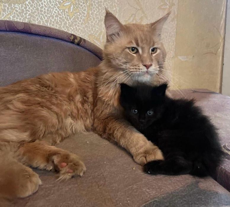 Продам котенка породы мейн кун