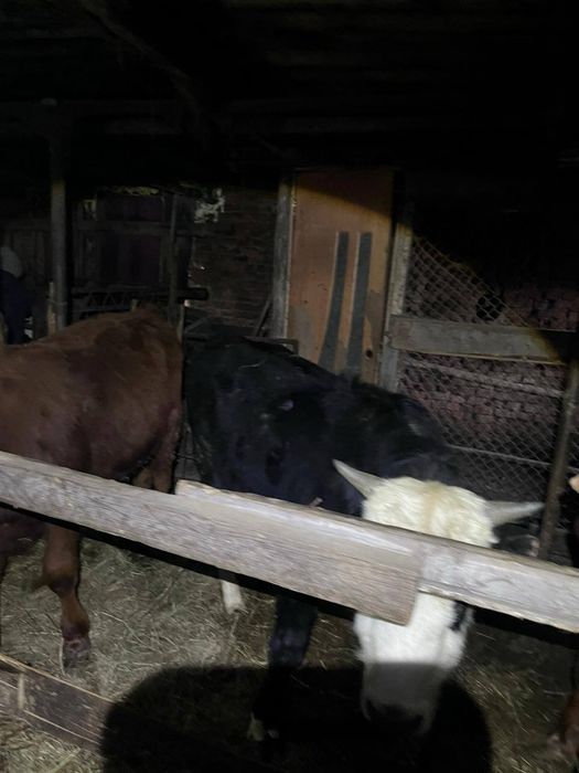 Продам 7 годовалых бычков!!!