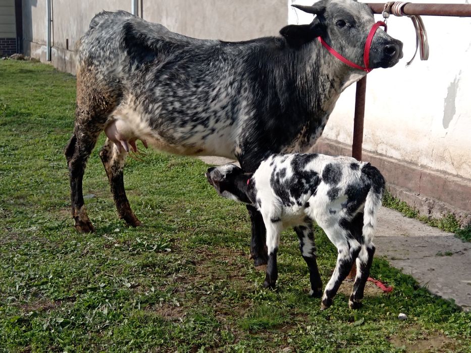 Ona bola sigr sotiladi