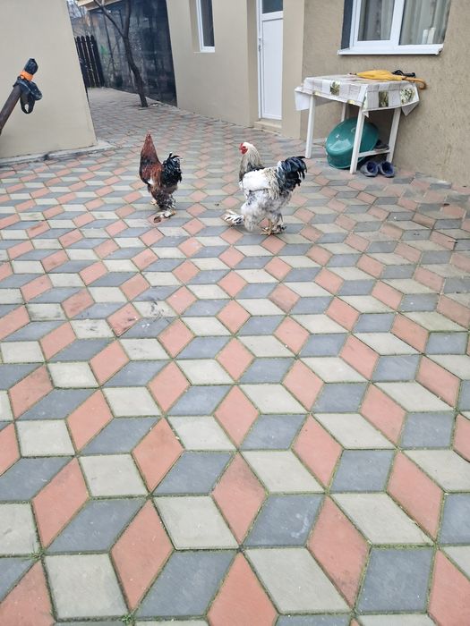 Vând Cocoșii Brahman